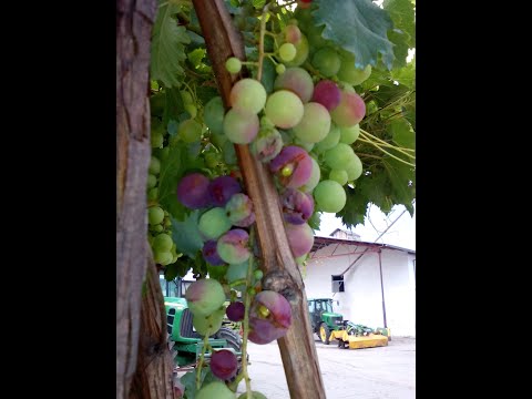 Видео: Брашнеста мана по лозата
