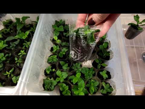 Видео: ВПЕРВЫЕ ЧЕРЕНКУЮ ПЕТУНИЮ ЭТИМ СПОСОБОМ.Я ДОВОЛЬНА.