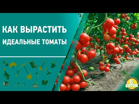 Видео: Как вырастить идеальные томаты. 6 соток 05.10.2020