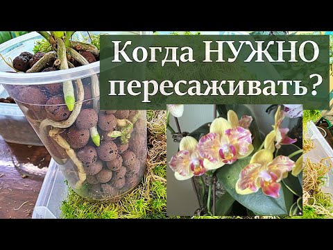 Видео: Как Пересадить Орхидею из Байкальских Цветов?