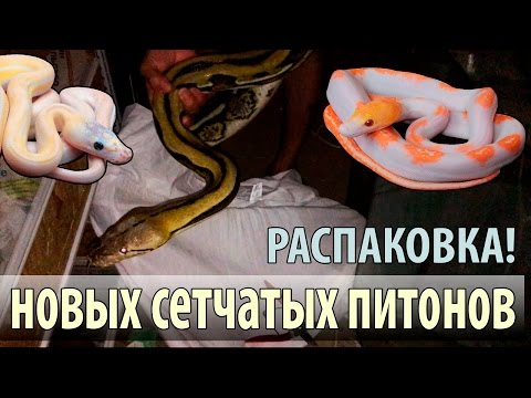 Видео: Распаковка самых больших змей
