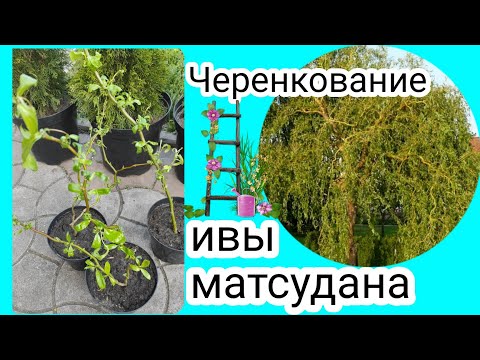 Видео: Ива матсудана (извилистая). Черенкование ивы. Неприхотливый сад