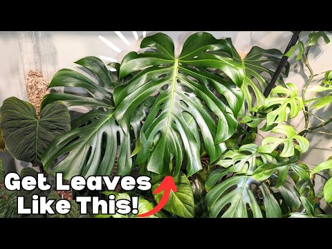 Видео: Я изменил ДВЕ вещи, чтобы получить ОГРОМНЫЕ листья