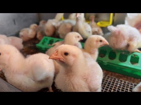 Видео: Почему не растут бройлеры?