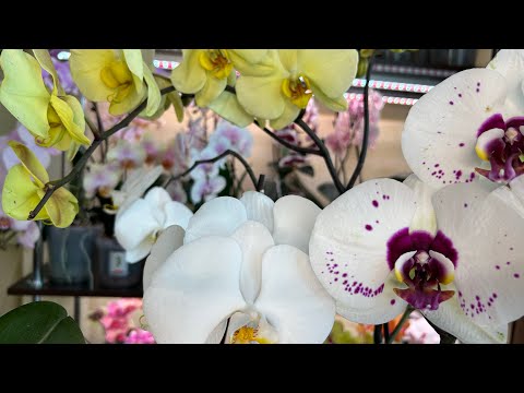 Видео: Самые Крупноцветковые  Орхидеи в моей коллекции