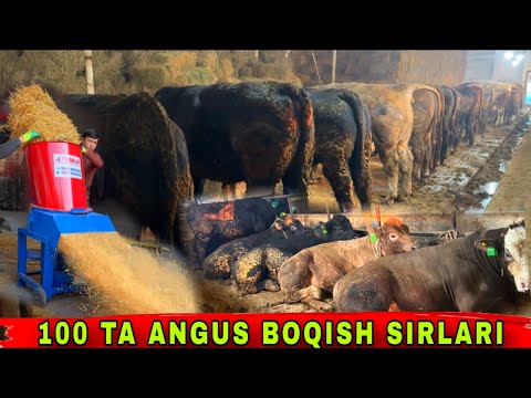 Видео: 100 TA ANGUS BUQA BOQISH SIRLARI 😀 AL TEMUR N1✅✅✅10 ноября 2025 г.