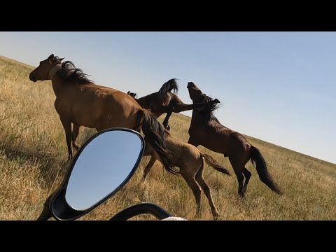 Видео: 2 БИЕНІ БӨЛІП АЛДЫМ