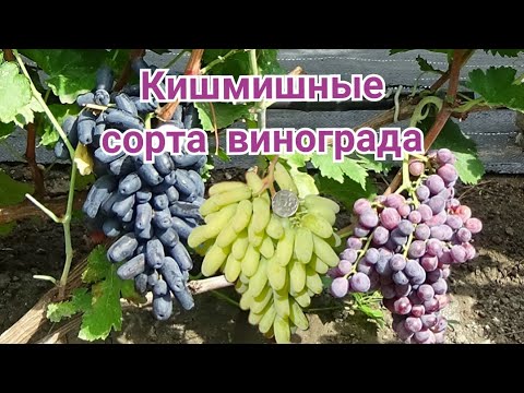 Видео: Обзор 30 сортов кишмишей на моем винограднике