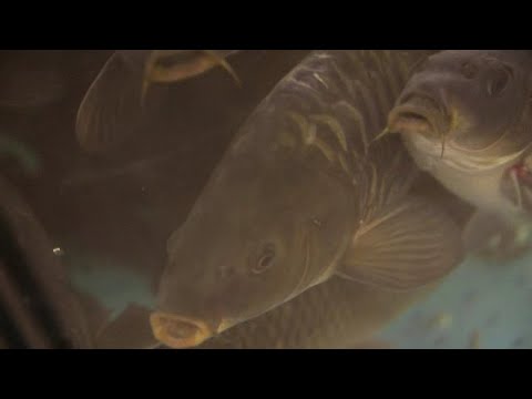 Видео: Аквакультура