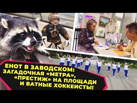 Видео: Енот и народ / Енот в Заводском: загадочная "метра", "престиж" на площади и ватные хоккеисты