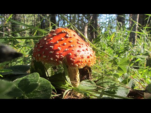 Видео: Разведка 🚙 на дальних рубежах. Первый выход мухоморов 🍄🍄🍄