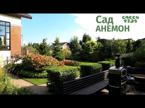 Видео: Сад анемон 🌸