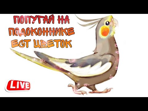 Видео: Попугай корелла гуляет на окне и ест цветы))