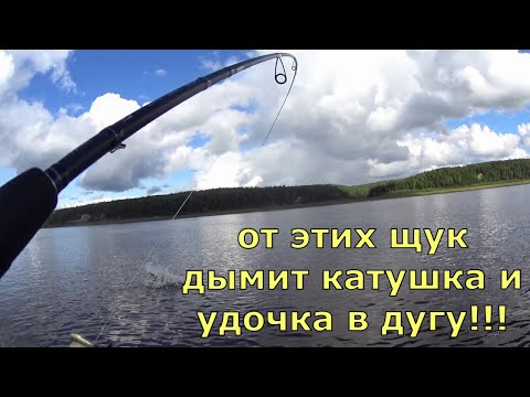 Видео: Щучье эльдорадо. Удочка в дугу, фрикцион дымит. Попал на раздачу щуки.