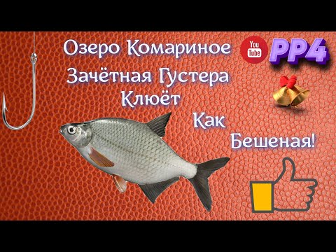 Видео: Озеро Комариное • Густера • Уловистая точка • РР4 • Русская рыбалка 4 • 2023 год