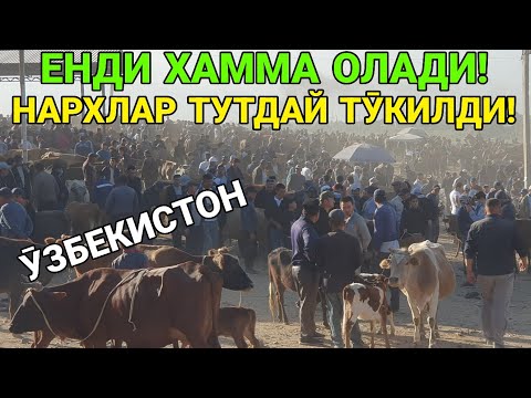 Видео: ЕНДИ ХАММА ОЛАДИ. СИГИР СУВ ТЕКИН БӮЛДИ. СИГИР НАРХЛАРИ. 17= СЕНТАБ ҚАШҚАДАРЁ ЧИРОҚЧИ. 2025-ЙИЛ.