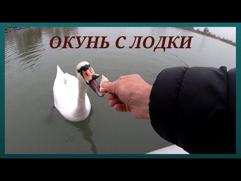 Видео: Окунь с лодки.