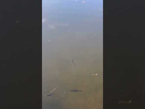 Видео: #рек #shortsvideo #shorts #рыбалка #fishing #казахстан #рыба #врек #окуньнаблесну #рекомендация