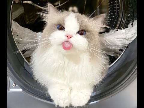 Видео: 😺 Ангелы или демоны?! 🐈 Смешное видео с котами и котятами для отличного настроения! 😸