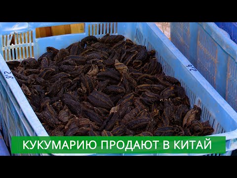 Видео: Сахалинская кукумария продается в Китай