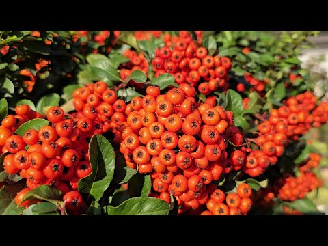 Видео: Піраканта, догляд, обрізка, формування.