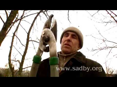 Видео: Инструменты и приспособления для обрезки кустарников. Урок 1. Подготовка к обрезке. ©