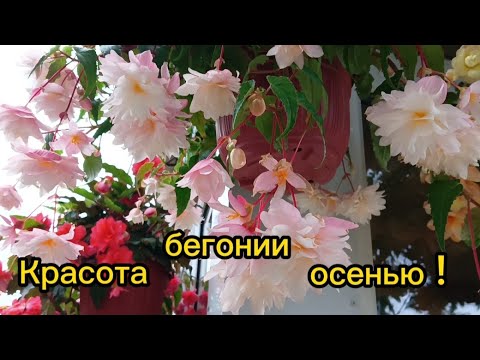 Видео: Красотки-бегонии в сентябре.Уже черенкую.