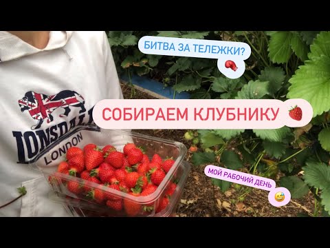 Видео: Один из рабочих дней на ферме 🍓 | Работа в Шотландии