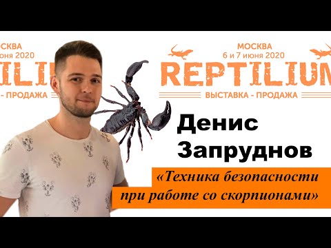 Видео: REPTILIUM 2020. Денис Запруднов «Техника безопасности при работе со скорпионами»