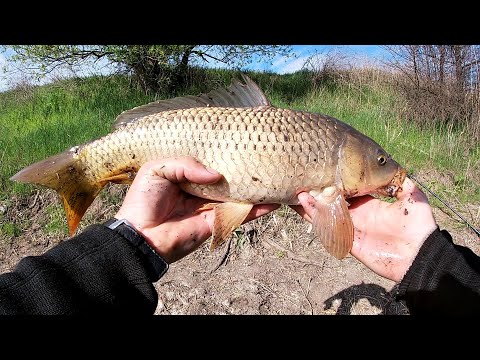 Видео: Дикие САЗАНЫ на БОКОВОЙ КИВОК...