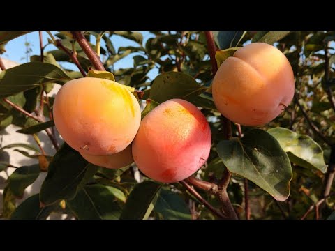 Видео: Хурма Гора Говерла. Неймовірно солодка, смачна і ніжна м'якоть.