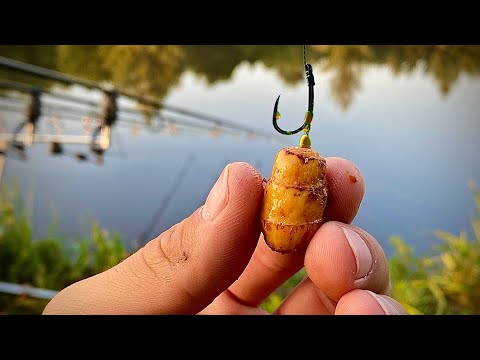Видео: ЛОВЛЯ КАРПА КОЛИ ВІН НЕ КЛЮЄ. Що робити та де його шукати. Рибалка в затишку озера