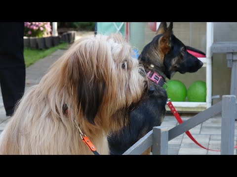 Видео: ДТ - 792. Кто послушнее: "мальчики" или "девочки"? Два на два