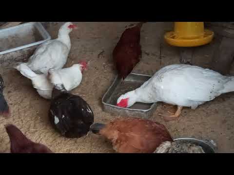 Видео: 🐥🦆Запуск бактерии в курятник. Ферментационная подстилка.