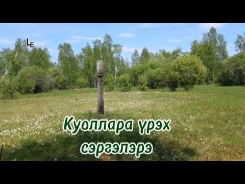 Видео: Куоллара үрэх сэргэлэрэ. 12.06.24.