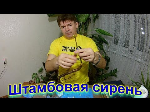 Видео: сирень штамбовая идея !!!