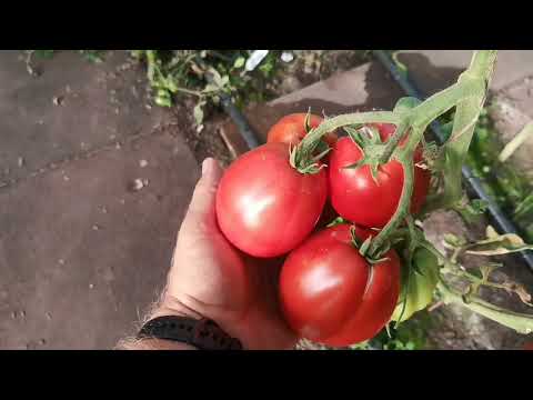 Видео: 😀когда будут СЕМЕНА СНЕП ГОРОХА СПАРЖЕВОГО? обзорная экскурсия по ПОМИДОМУ!