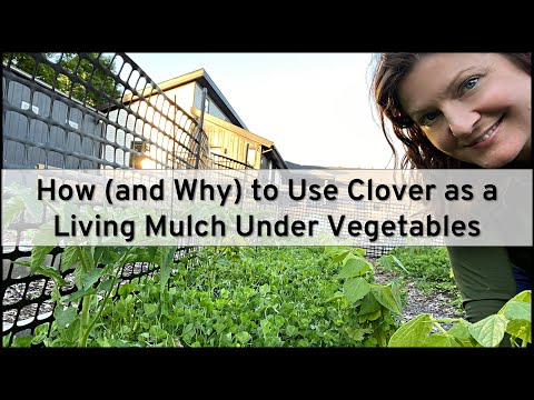 Видео: Как и зачем использовать клевер в качестве живой мульчи под овощами