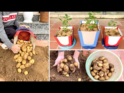 Видео: Хотел бы я знать, как вырастить эту картошку раньше, это так просто и много клубней