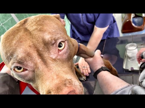 Видео: Питбуль Джина. Ветеринарная клиника.