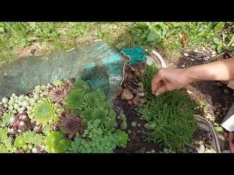 Видео: #уличные_суккуленты : #молодило и #седум #очиток на клумбе