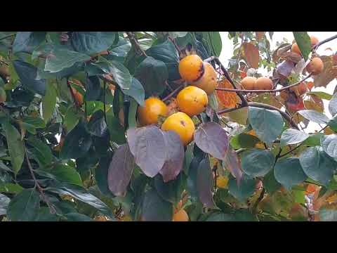 Видео: Хурма  - а надо ли применять ядохимикаты?