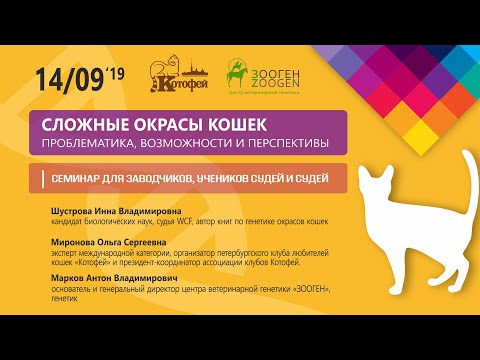 Видео: СЛОЖНЫЕ ОКРАСЫ КОШЕК. ПРОБЛЕМАТИКА, ВОЗМОЖНОСТИ И ПЕРСПЕКТИВЫ.