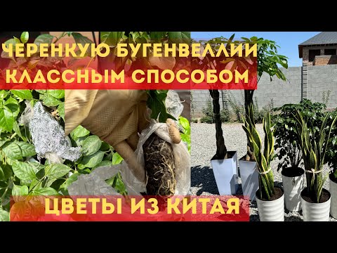 Видео: Бугенвеллия. Размножение бугенвеллии необычным методом. Цветы из Китая 😍#бугенвеллия 