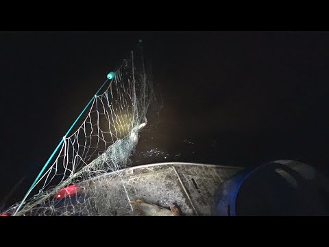 Видео: Полные СЕТИ Рыбы / Ночная Рыбалка Сплавной Сетью!