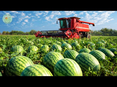 Видео: Как фермеры собирают тонны арбузов – Современное выращивание арбузов