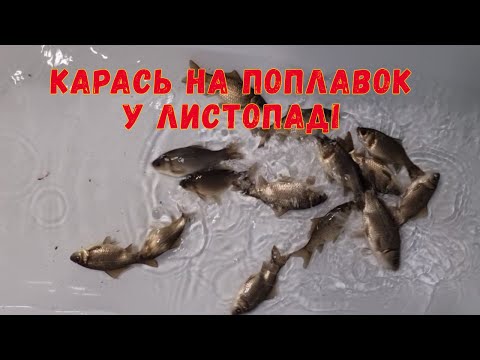 Видео: Карась на поплавок у листопаді