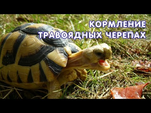 Видео: Кормление травоядных черепах