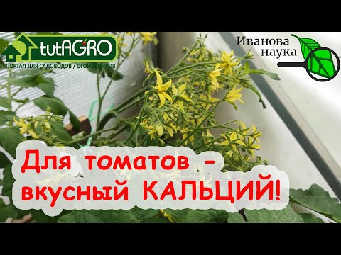 Видео: Чего не хватает томатам? КАЛИЯ или КАЛЬЦИЯ? Разбираемся в хитростях подкормок. Кальций для растений.