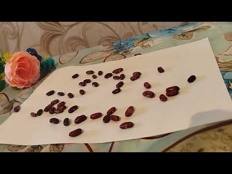 Видео: Ловия фоли 998508860639